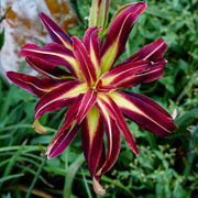 Cranberry Octopus Daylily